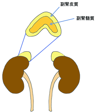 副腎イラスト