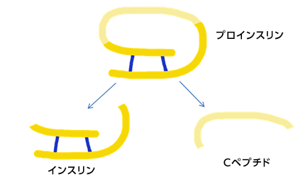 図：インスリンとCペプチドの関係